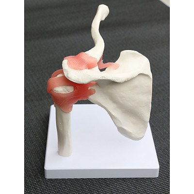 Life Size Shoulder Joint Anatomical Model Skeleton RRP $64.95 - Brand New