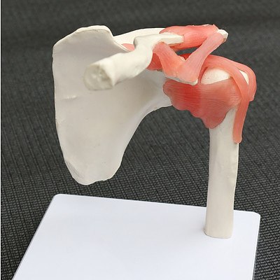 Life Size Shoulder Joint Anatomical Model Skeleton RRP $64.95 - Brand New