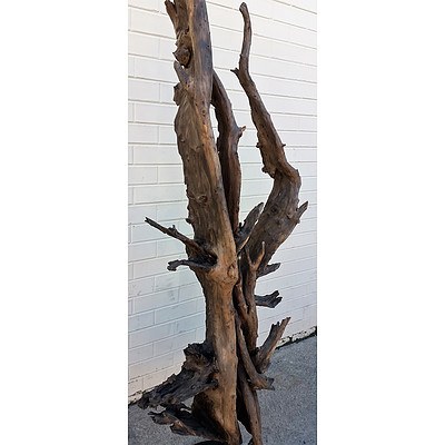 Display Unit Sculpture Kazu Dragon Treeroot