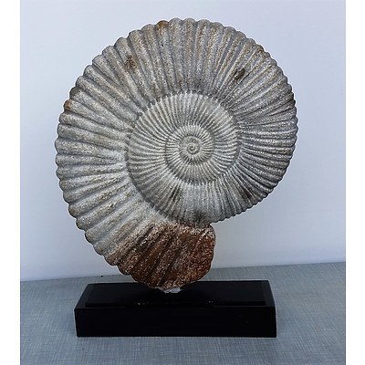 Display Unit - Nautilus Sculpture - Iron/Marble