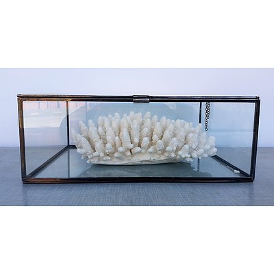 Display Unit - Home Decor Corals in Fish Tank