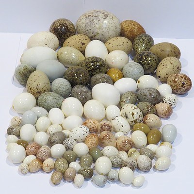 Collection of Bird Eggs