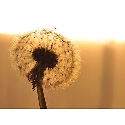 11. Leeanne Mason: Dandelion Sunrise