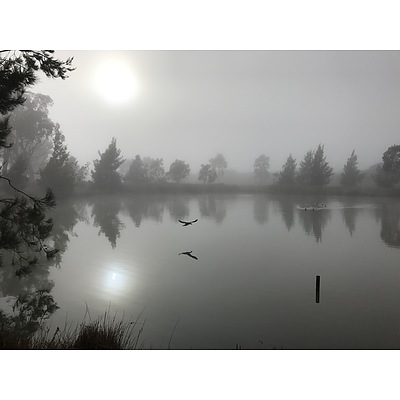 8. Julia Wellington: Bird Through The Fog