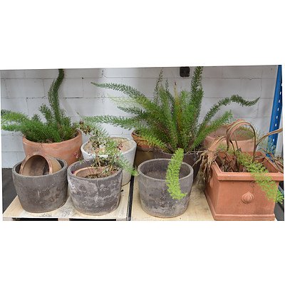 Concrete/Terracotta Pots and Plants - Lot of 14