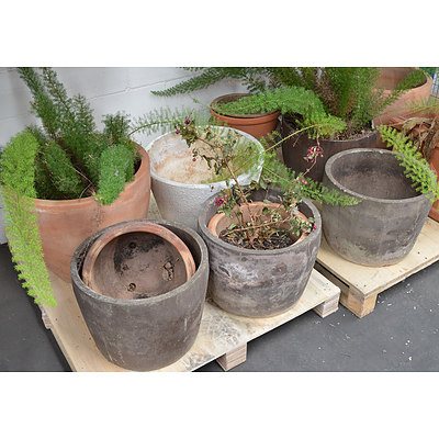 Concrete/Terracotta Pots and Plants - Lot of 14