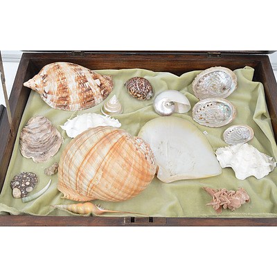 Blackwood Display Case and Seashells