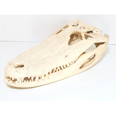 Crocodile Skull