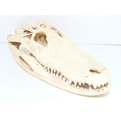 Crocodile Skull