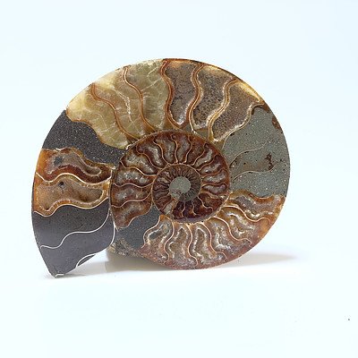 Cut and Polished Fossilised Ammonite