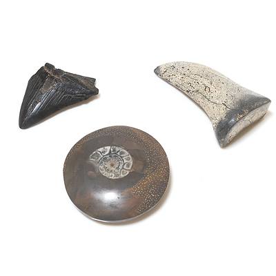 Polished Fossilised Ammonite and Two Fossil Teeth