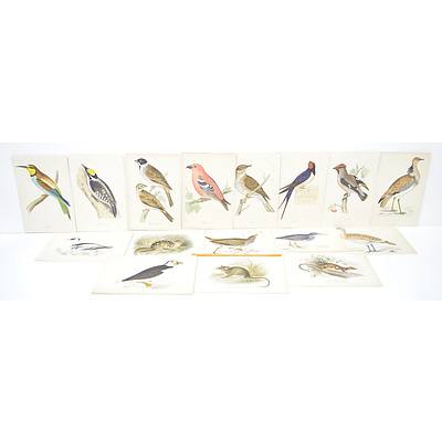 Group of Antiquarian Coloured Engravings Including, Bee-Eater, Peregrine and Shore Lark