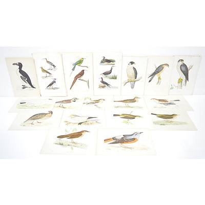 Group of Antiquarian Coloured Engravings Including, Bee-Eater, Peregrine and Shore Lark