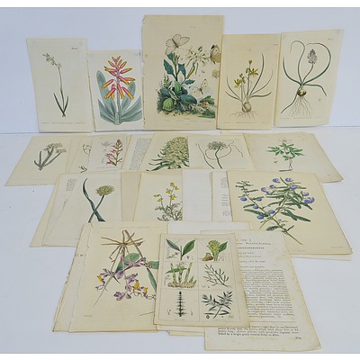 Group of Antiquarian Flora Colour Engravings, Including Published by S Curtis, D Woodville and More