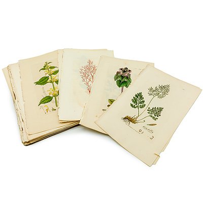 Group of Antiquarian Flora Colour Engravings and Descriptions
