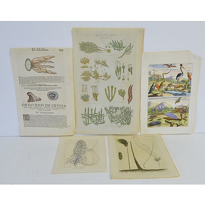 Antiquarian Hand Coloured Flora and Fauna Engravings