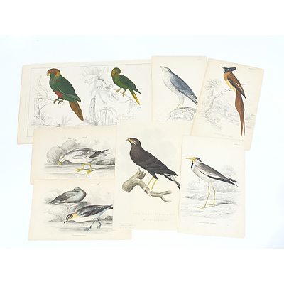 Group of Antiquarian Hand Coloured Ornithological Engravings, Including Lizars and C Hamilton Smith