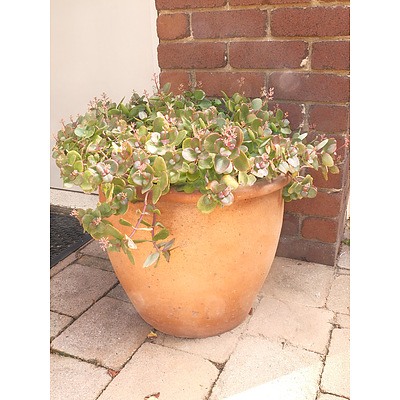Tapered Terracotta Planter with Succulent
