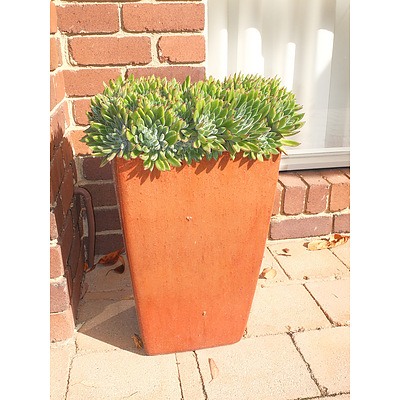 Glazed Square Tapered Planter with Succulent