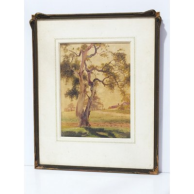 Frederick Parker Vize (1866 – 1952) Gums by the Homestead Watercolour