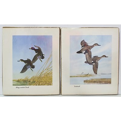 Two Offset Prints A.H. Shortt Gadwell and Ring-Necked Duck
