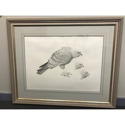 Peter Slater Spotted Harrier Pencil Drawing