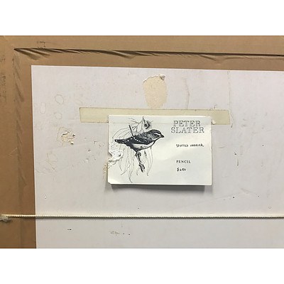 Peter Slater Spotted Harrier Pencil Drawing