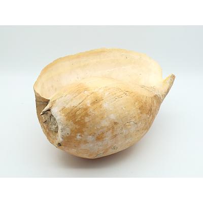 Conch Shell