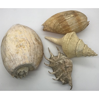 Collection of 12 Assorted Shells