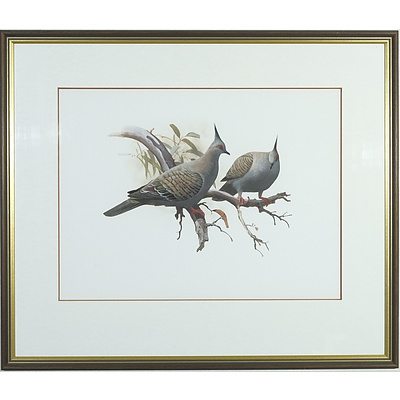 F Knight (b. 1941) Crested Pigeons Gouache Watercolour on Paper