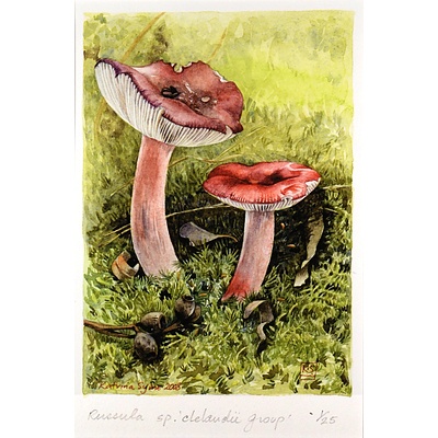 Postcard - Russula Fungi