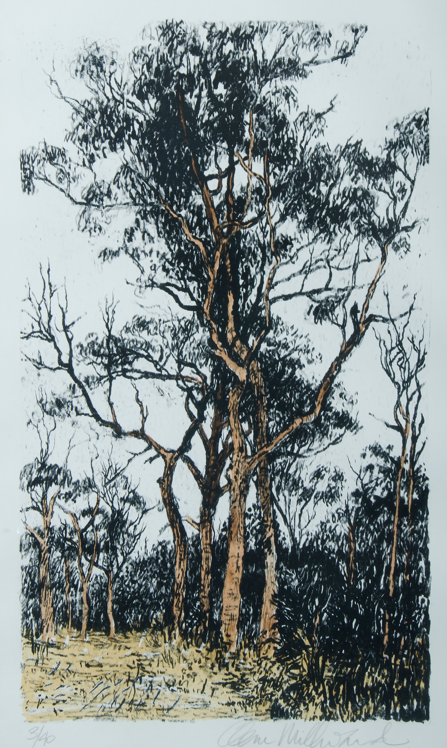 'MILLWARD, Clem (b.1929): Bloodwoods, Hand Coloured Lithograph 3/40. '