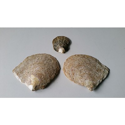 Three Mother of Pearl Shells