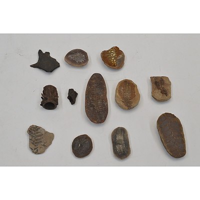 Collection of 12 Fossilized Plants & Sea Creatures