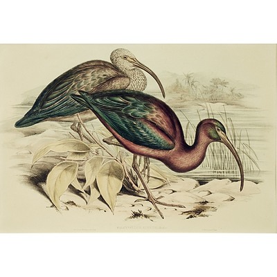 GOULD, John (1804-1881) (H C Richter) ''Falcinellus Igneus (Glossy Ibis)' Hand Coloured Lithograph