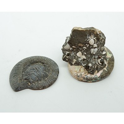 Two Polished Ammonite Fossil Pieces