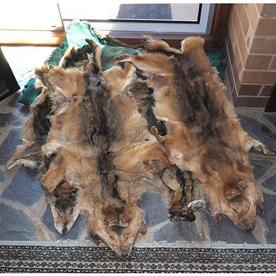 A Box of Fox Fur Pelts
