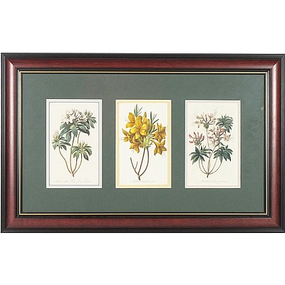 Six Framed Antiquarium Botanical Hand Coloured Engravings