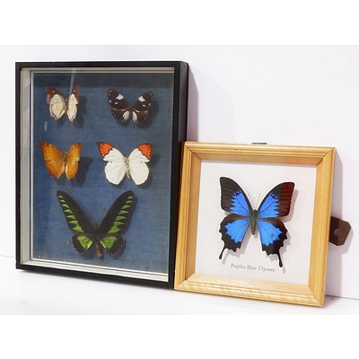 Framed Mounted Butterflies