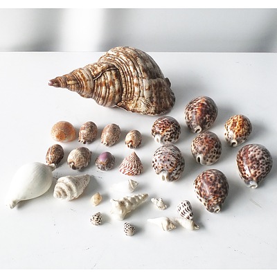 Group of Shells, Including a Large Conch Shell