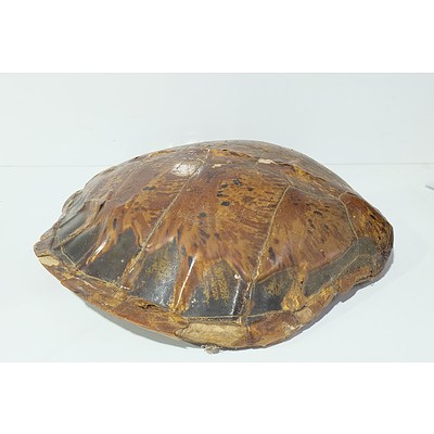 Large Tortoise Shell