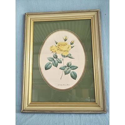 Set of 2 framed floral rose prints by Maureen Robers: Queen Elizabeth and All Gold