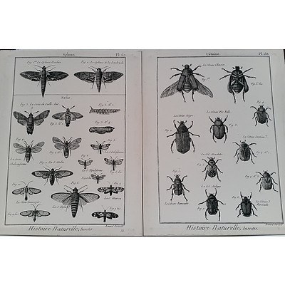 Histoire Naturelle Insects Stretched Canvas Prints - Lot of Two