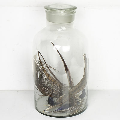 Large Glass Display Jar With Bird Feathers