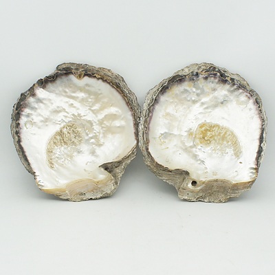 Two Large Mother of Pearl Shells