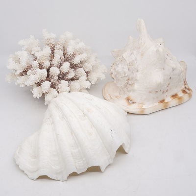 Two Large Shells and a Piece of Coral
