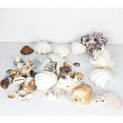 Large Group of Assorted Shells and Coral