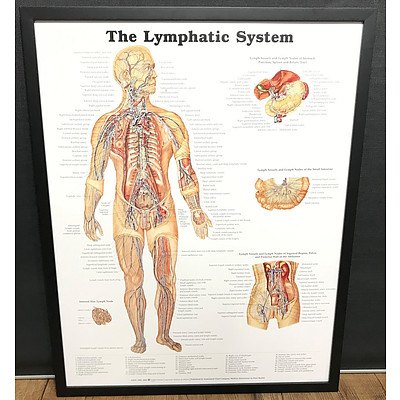 The Lymphatic System Anatomy Chart