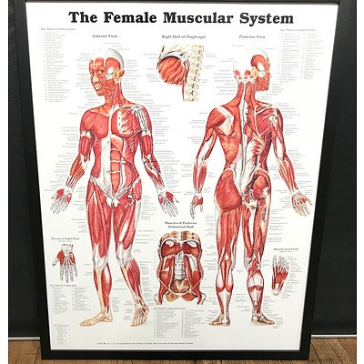 The Female Muscular System Anatomy Chart