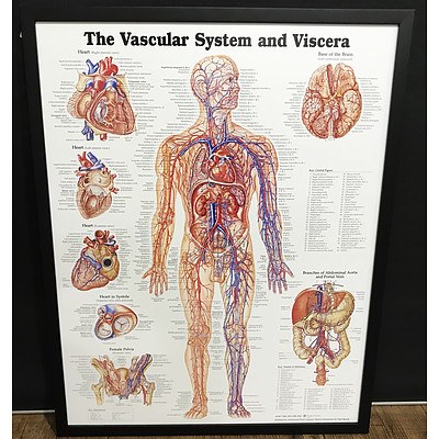 The Vascular System and Viscera Anatomy Chart